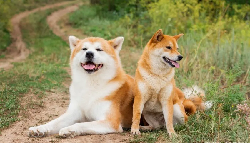 秋田犬約在鹽田見